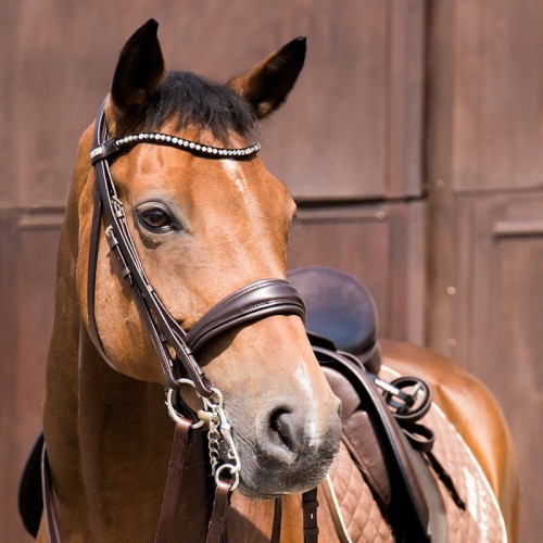 Ogłowie Switch Magic Stubben 2 w 1 -Ogłowie wędzidłowe-munszkutowe 