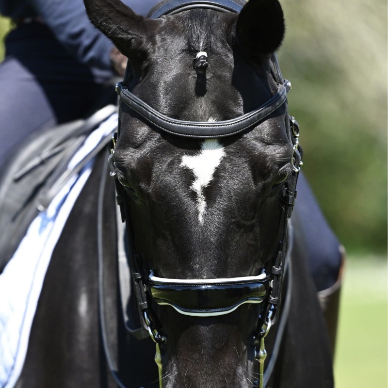 origine-dressage-double-bridle-1.jpg