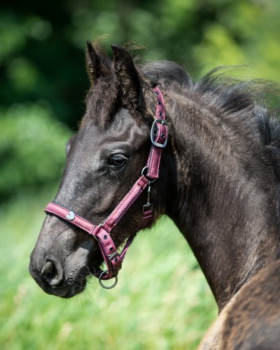 Kantar dla źrebaka LILY QHP FULL FOAL 24H
