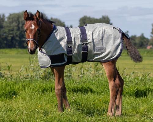Derka przeciw owadom dla źrebiąt QHP 65cm 24H