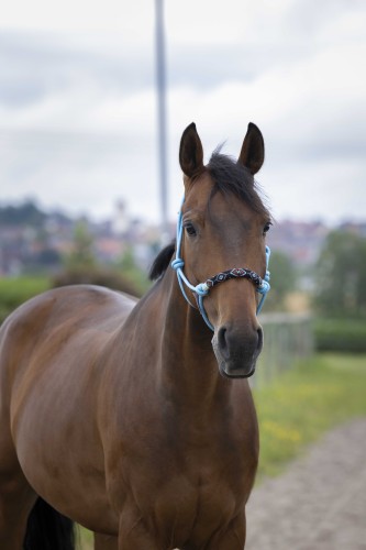 Kantar sznurkowy Norton  Pearl roz  Cob 24 h  