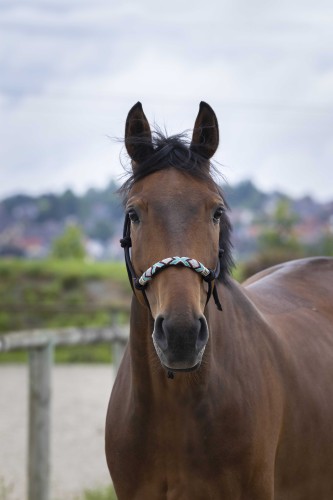 Kantar sznurkowy Norton  Pearl roz  Pony 24 h   