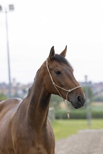 Halter dla konia , FULL 24H 