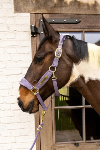 Kentucky kantar Welvet roz Full 24 h  