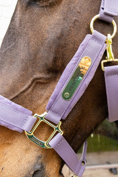 Kentucky kantar anatomiczny Velvet - purple.webp