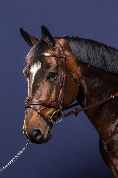 Anatomiczne ogłowie Dy'on z nachrapnikiem angielskim New English12.webp